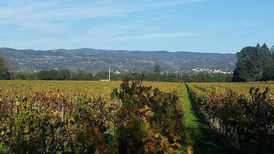Napa Valley vineyard landscape