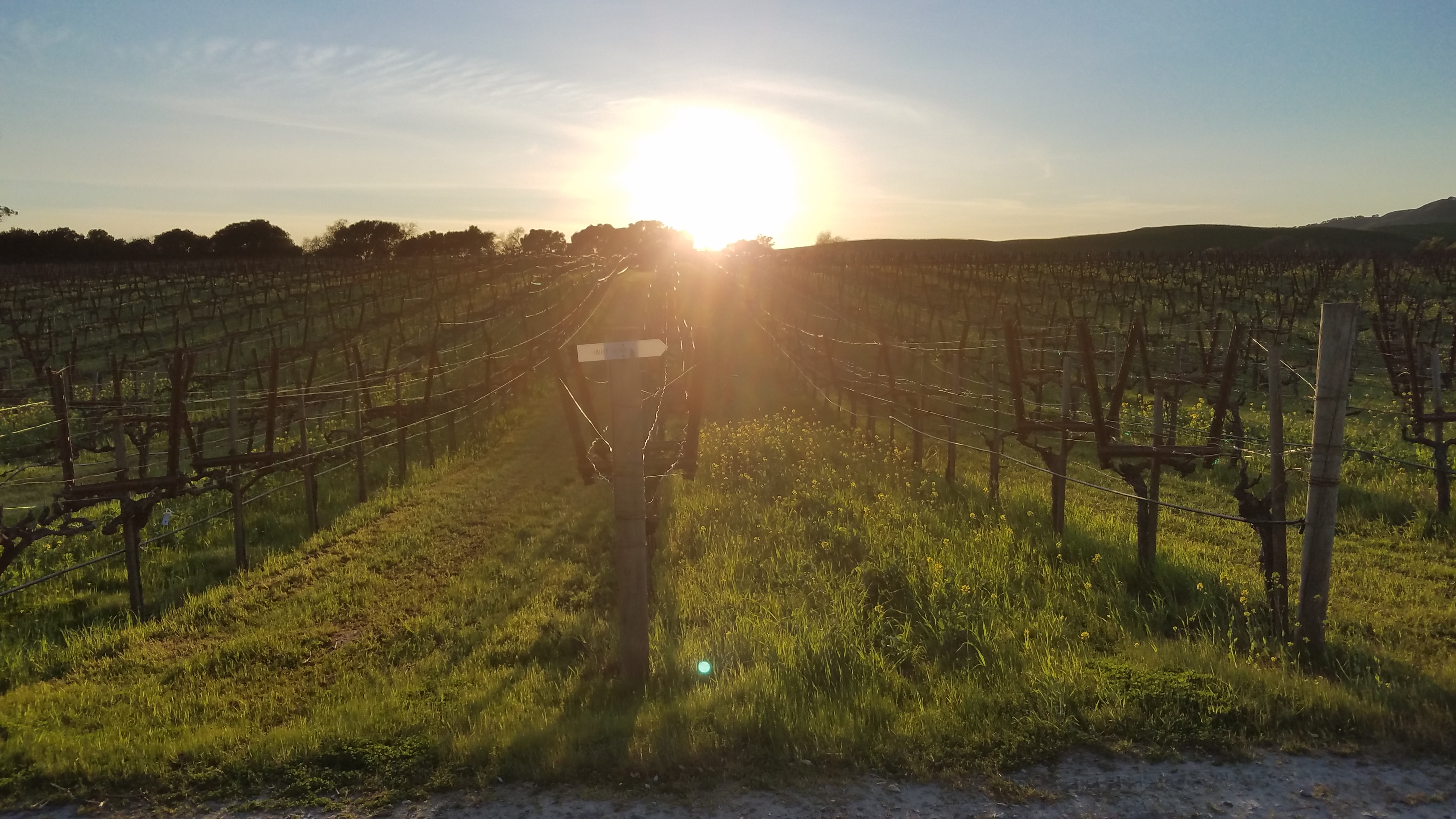 Sunrise over vineyard rows