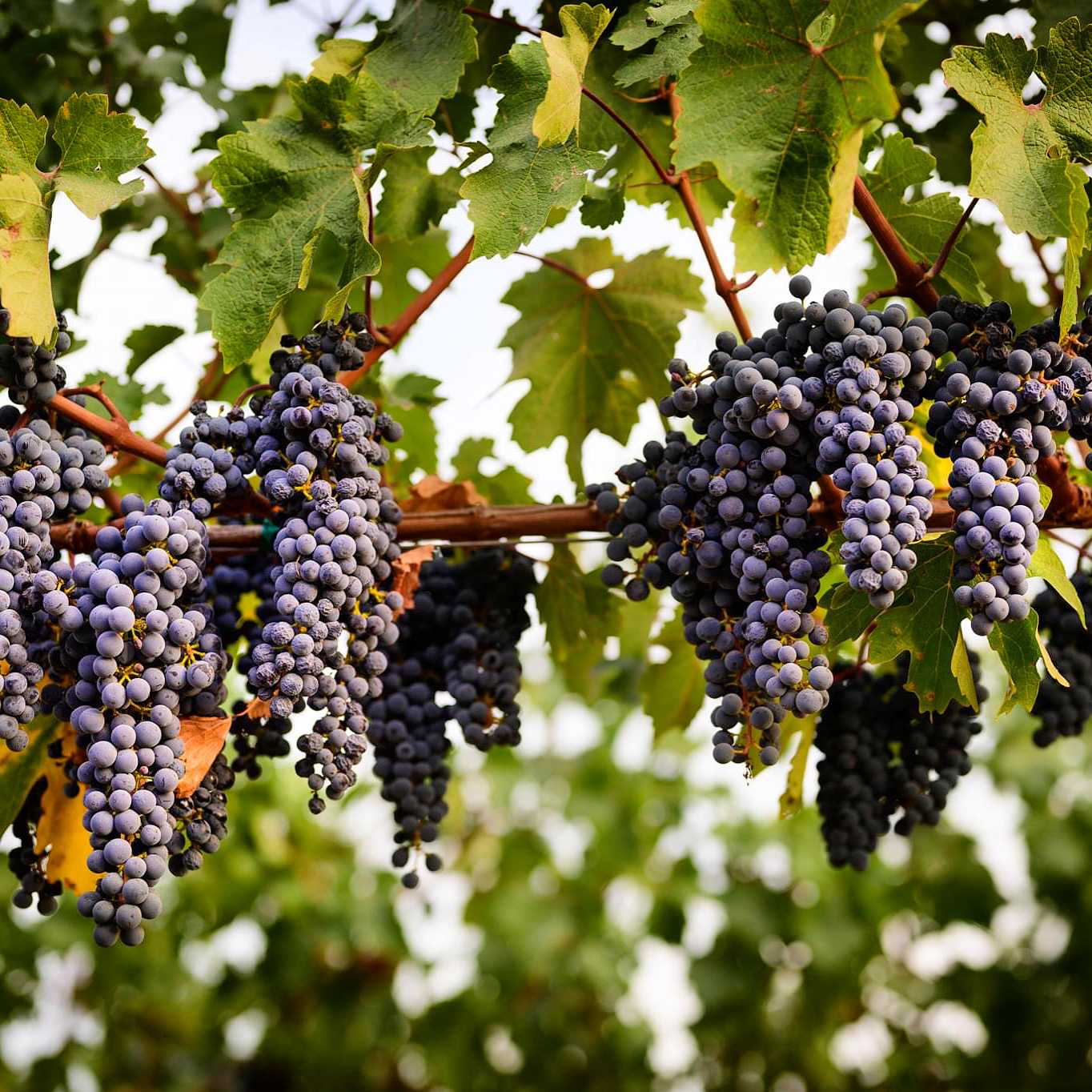 Ripe grape clusters on the vine