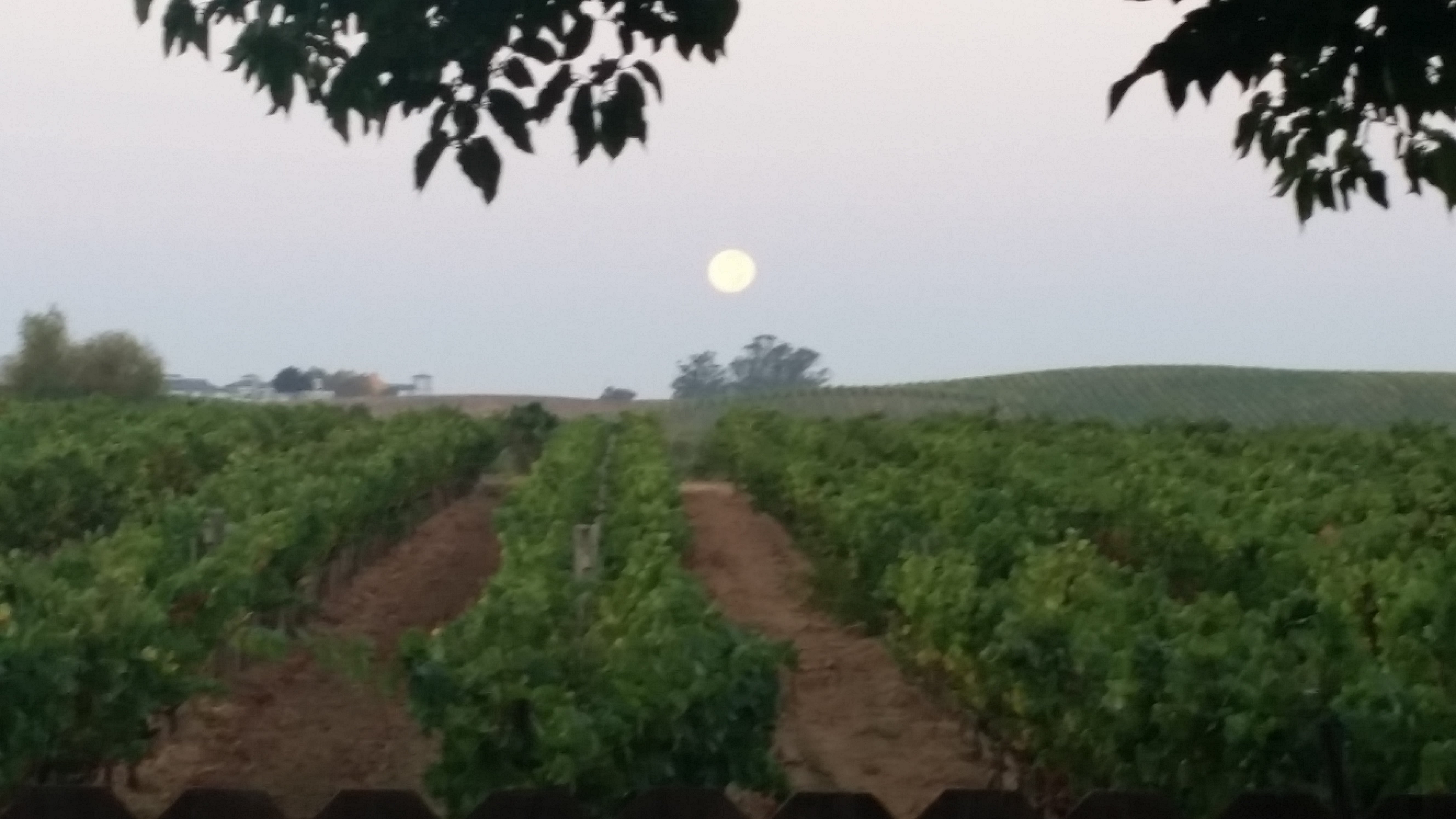 Moonrise over a vineyard at dusk