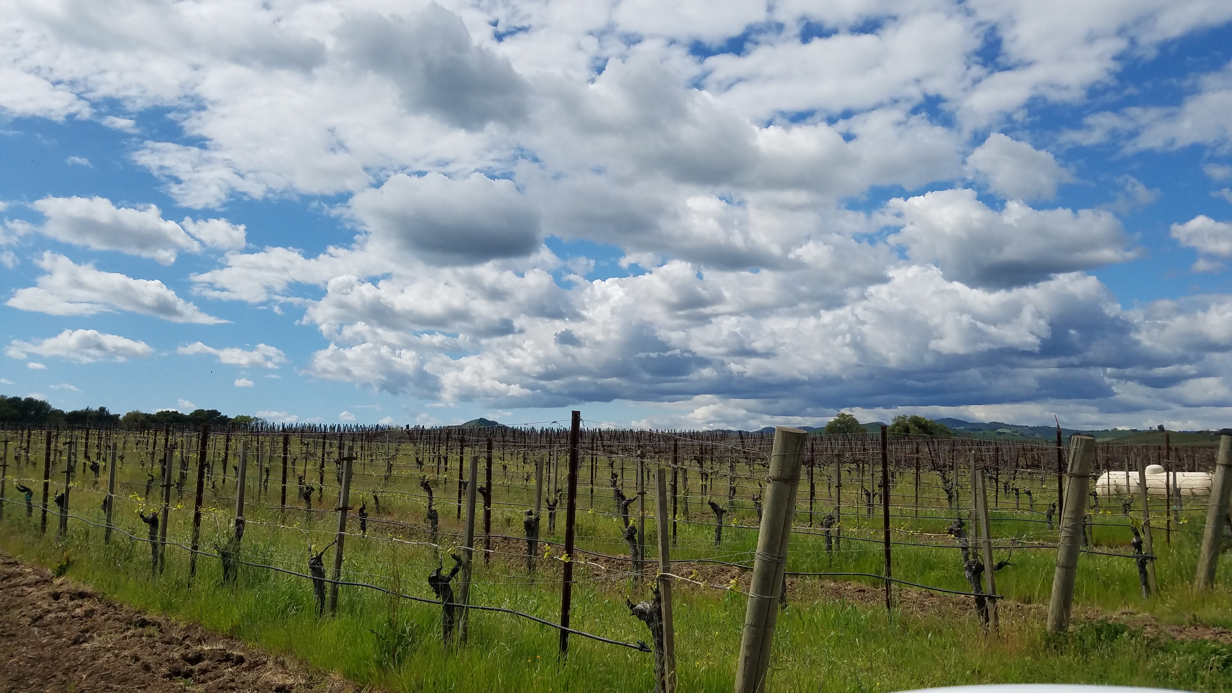 Wine country vineyard spring